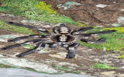 poecilotheria metallica FEMALE tarantula